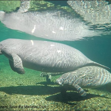 An underwater photo of manatee Aqua and her calf at Blue Spring State Park.