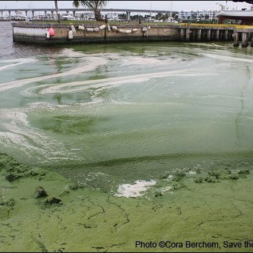 The blue-green algae infesting the waters at a marina in Stuart, Florida.