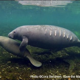 Above, a manatee bears scars from a boat hit. Because of escalating threats, manatees still need to retain their endangered status and the protective measures that only the Endangered Species Act can provide.