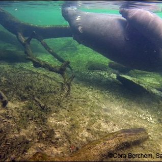 Manatee Annie and her newborn calf surface for air at Blue Spring State Park.