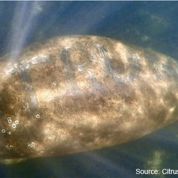 The U.S. Fish and Wildlife Service is searching for information on the person or persons responsible for the harassment of a manatee that had the word “Trump” scraped into its back. Please call the Florida Fish and Wildlife Conservation Commission at 888-404-FWCC (3922).