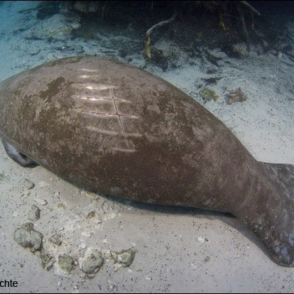 A manatee bears scars from a watercraft collision