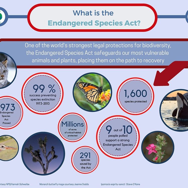 Infographic courtesy Endangered Species Coalition.