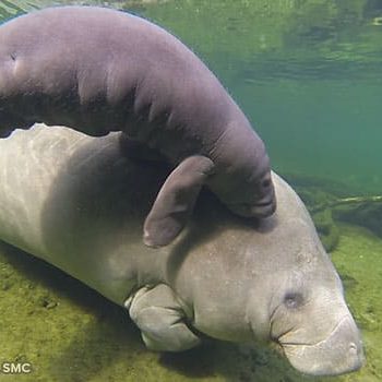 A manatee with her small calf nuzzling her.