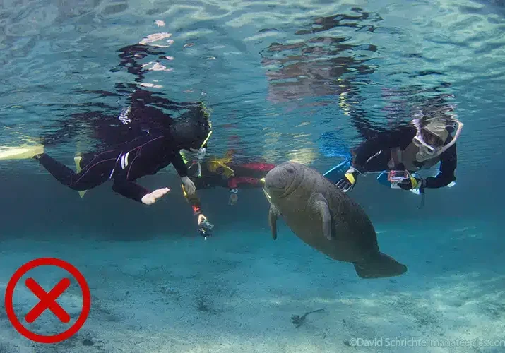 Manatees Swimmers Harassment Drs Stmc