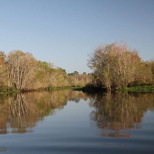 A photo of the Ocklawaha River with trees and vegetation around the water's edge.