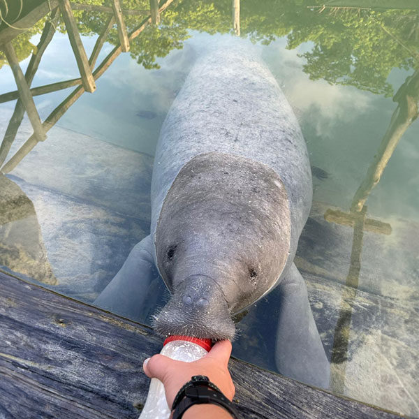 An orphan manatee calf named Pompeyo being fed a milk replacement formula through a bottle.