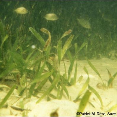Harmful algal blooms in the Indian River Lagoon have led to massive losses in seagrass—a primary source of food for manatees.