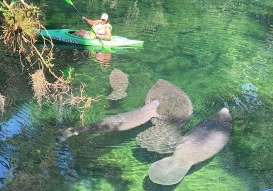 Shari watches for manatees during a Manatee Observer shift.
