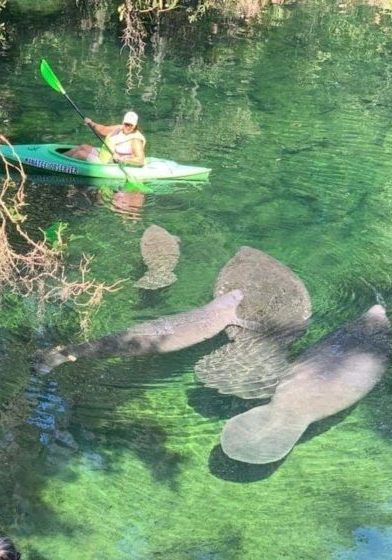 Shari watches for manatees during a Manatee Observer shift.