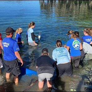 A team from Save the Manatee Club, FWC, Volusia County, SeaWorld Orlando, the Florida Park Service and Clearwater Marine Research Institute releases manatee Gibbs back into the natural environment at Blue Spring State Park.