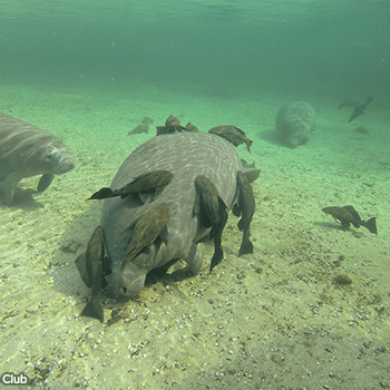 Armored catfish feed on the algae on a manatee's skin by latching onto the manatee and scraping the algae which is highly irritating to the manatee.