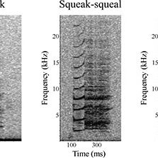 Spectrograms of the five types of manatee vocalizations.