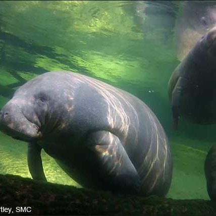 A photo showing one manatee close to the camera, a manatee just behind surfacing for air, and another manatee swimming toward the first.